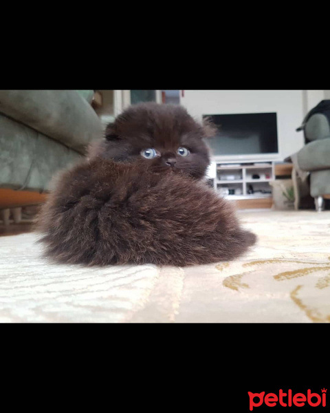 Scottish Fold, Kedi  Böcü fotoğrafı
