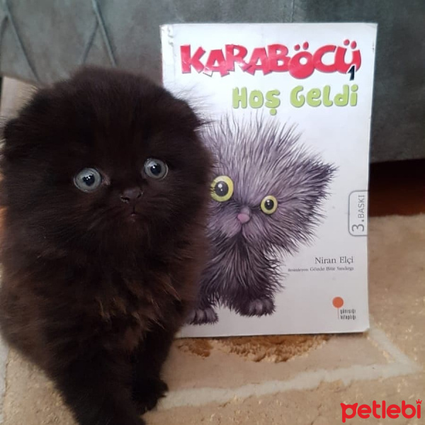 Scottish Fold, Kedi  Böcü fotoğrafı