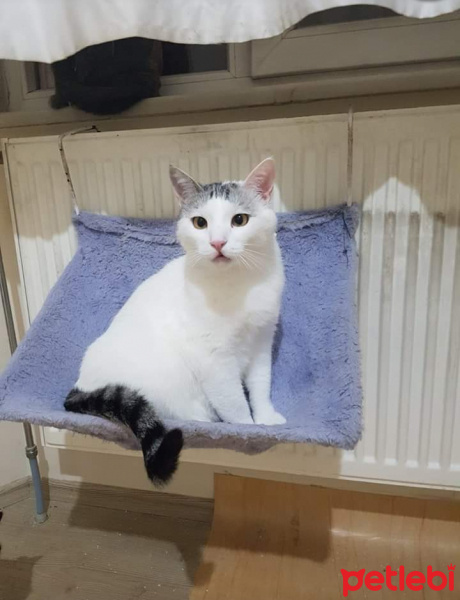 Tekir Kedi, Kedi  Nebahat fotoğrafı