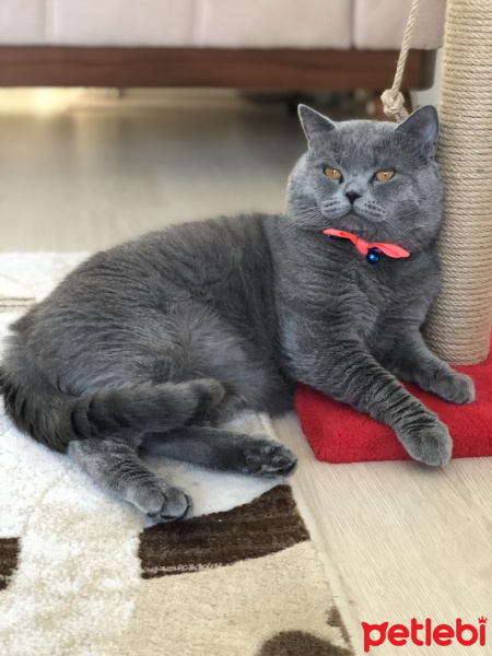 British Shorthair, Kedi  Shakespeare fotoğrafı