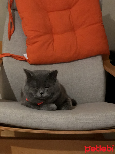 British Shorthair, Kedi  Shakespeare fotoğrafı