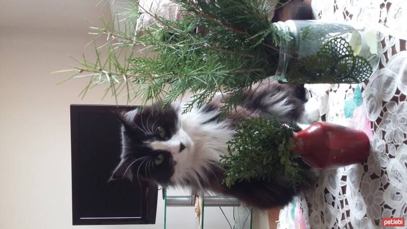 Tekir Kedi, Kedi  Esmer fotoğrafı