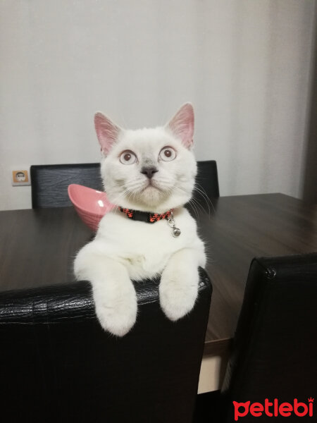 British Shorthair, Kedi  Miu fotoğrafı