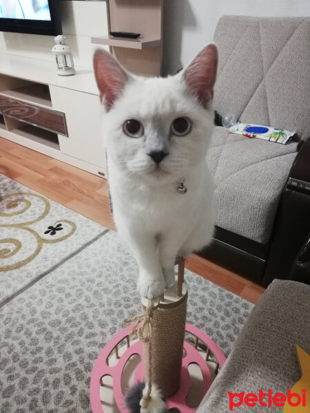 British Shorthair, Kedi  Miu fotoğrafı