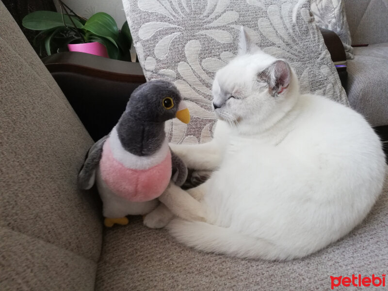 British Shorthair, Kedi  Miu fotoğrafı