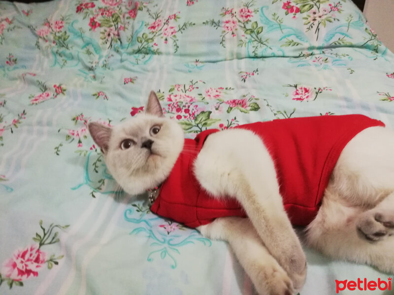 British Shorthair, Kedi  Miu fotoğrafı