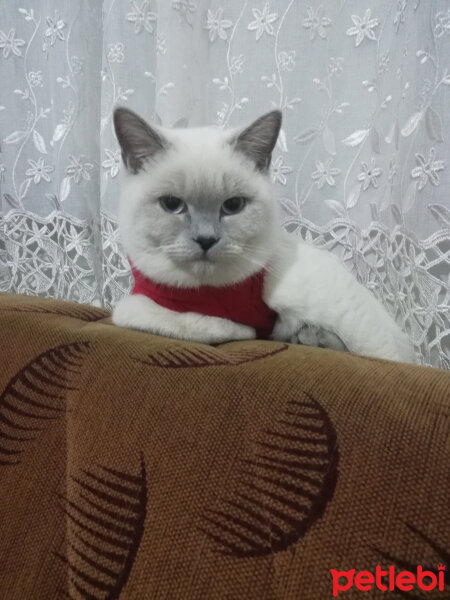 British Shorthair, Kedi  Miu fotoğrafı