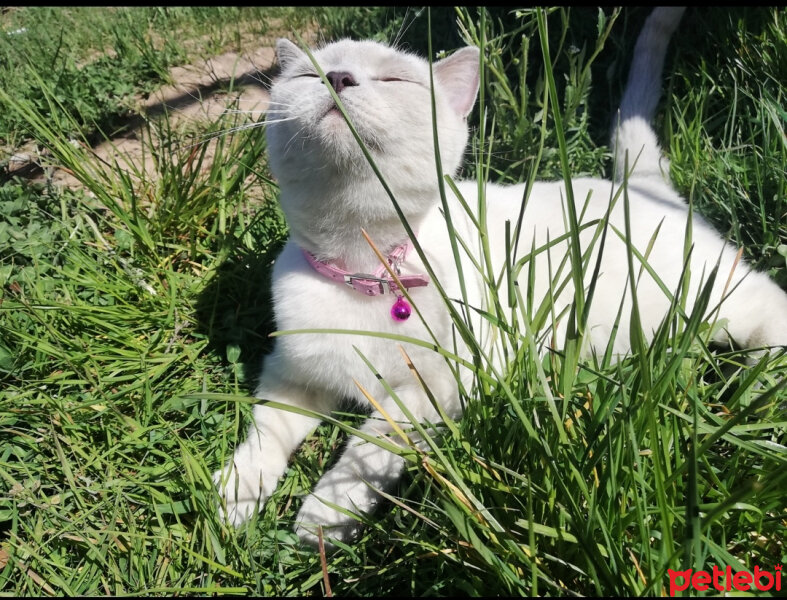 British Shorthair, Kedi  Miu fotoğrafı