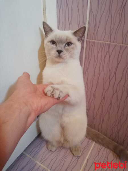 British Shorthair, Kedi  Miu fotoğrafı