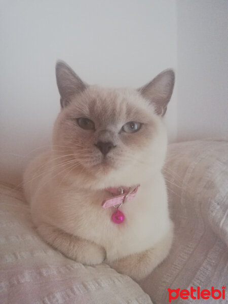 British Shorthair, Kedi  Miu fotoğrafı