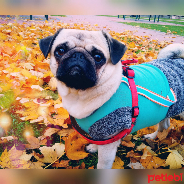 Pug, Köpek  Dora fotoğrafı