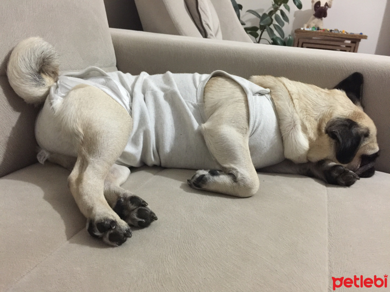 Pug, Köpek  Dora fotoğrafı