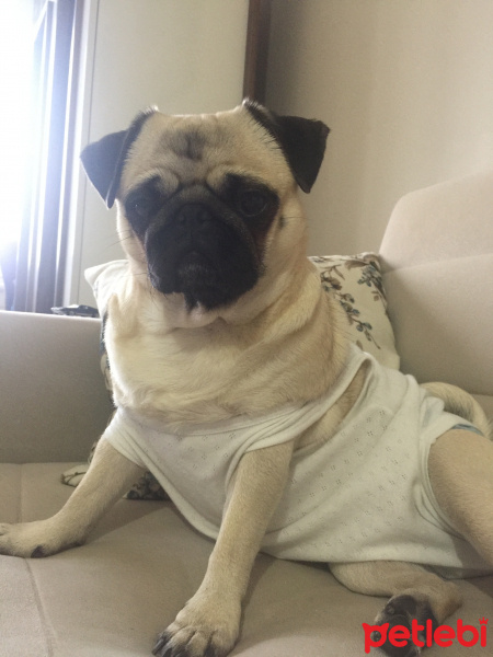 Pug, Köpek  Dora fotoğrafı