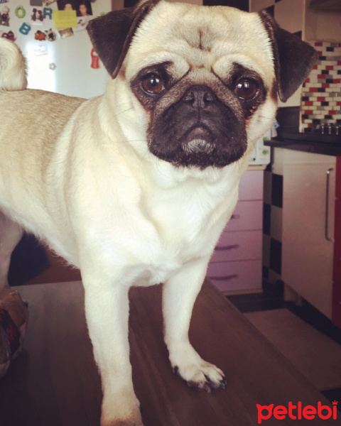 Pug, Köpek  Dora fotoğrafı