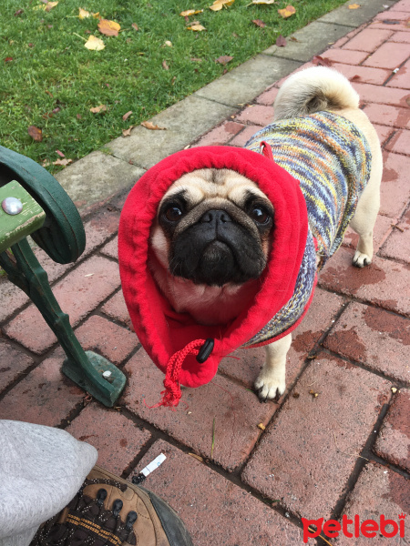 Pug, Köpek  Dora fotoğrafı