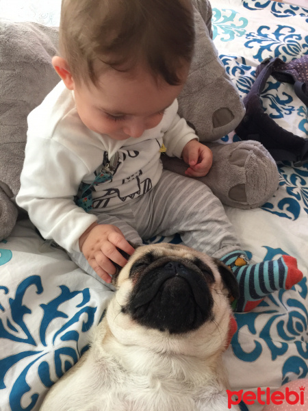 Pug, Köpek  Dora fotoğrafı