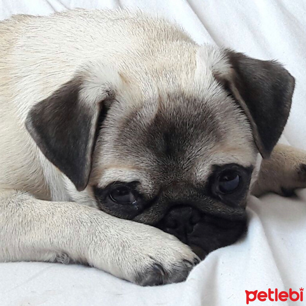 Pug, Köpek  Dora fotoğrafı