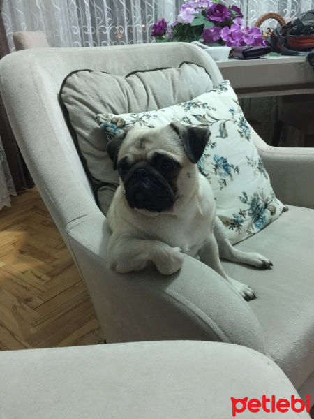 Pug, Köpek  Dora fotoğrafı