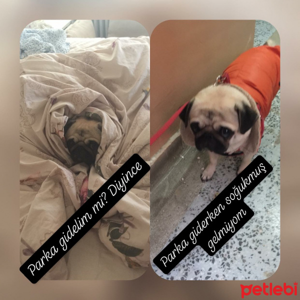 Pug, Köpek  Dora fotoğrafı