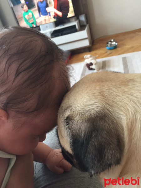 Pug, Köpek  Dora fotoğrafı