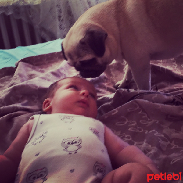 Pug, Köpek  Dora fotoğrafı