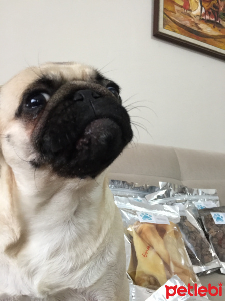 Pug, Köpek  Dora fotoğrafı