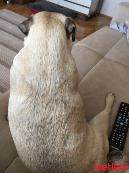 Pug, Köpek  Dora fotoğrafı