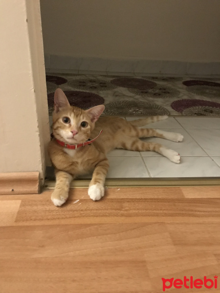 Sarman, Kedi  Tarçın fotoğrafı