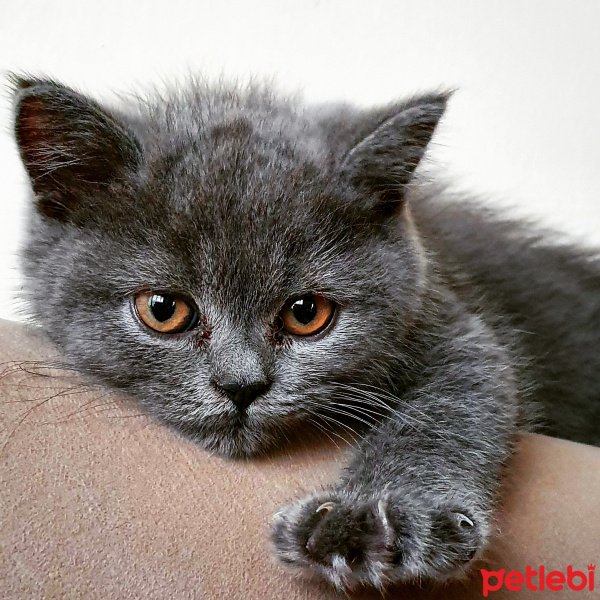Scottish Fold, Kedi  Nox fotoğrafı