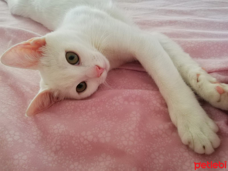 İran Kedisi (Persian), Kedi  Marry fotoğrafı