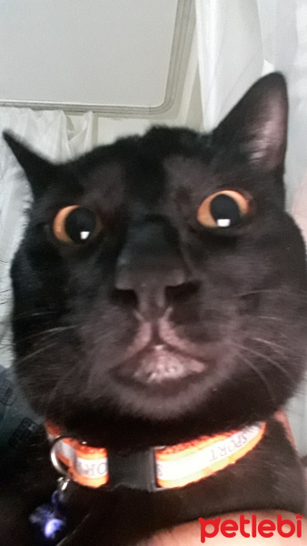 Bombay, Kedi  Reşat fotoğrafı