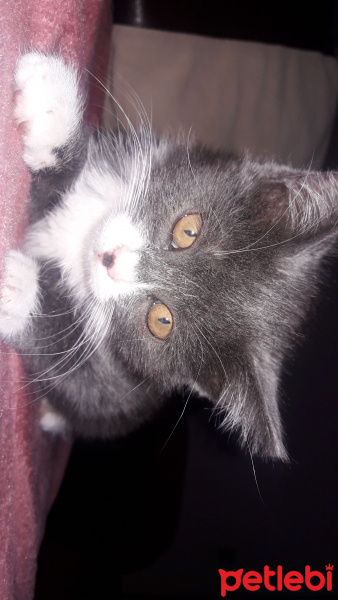 Bombay, Kedi  Reşat fotoğrafı