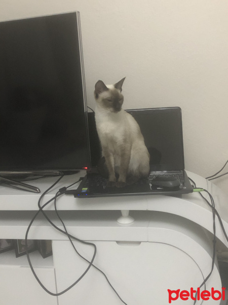 Siyam Kedisi, Kedi  Mia fotoğrafı