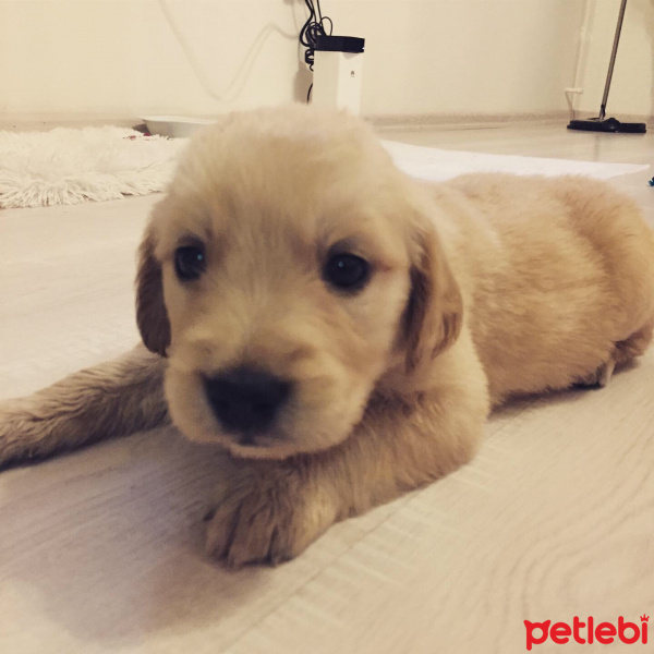 Golden Retriever, Köpek  Köpük fotoğrafı
