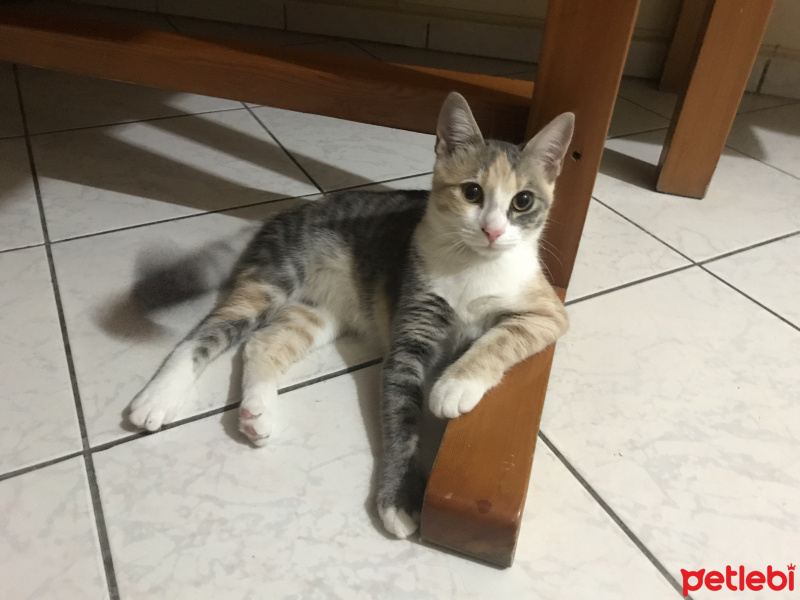 Tekir Kedi, Kedi  Maya fotoğrafı
