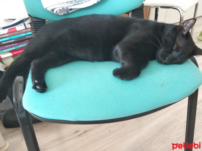 Bombay, Kedi  Lucy fotoğrafı