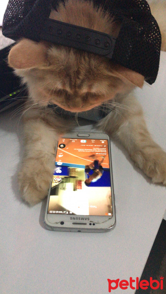 İran Kedisi (Persian), Kedi  Viski fotoğrafı