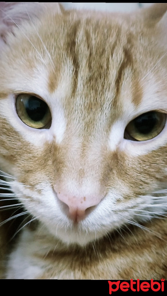 Sarman, Kedi  Meke fotoğrafı