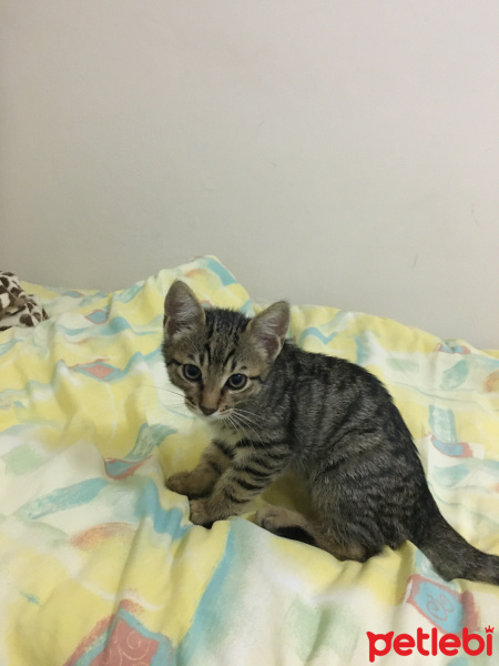 Tekir Kedi, Kedi  Mörfi fotoğrafı