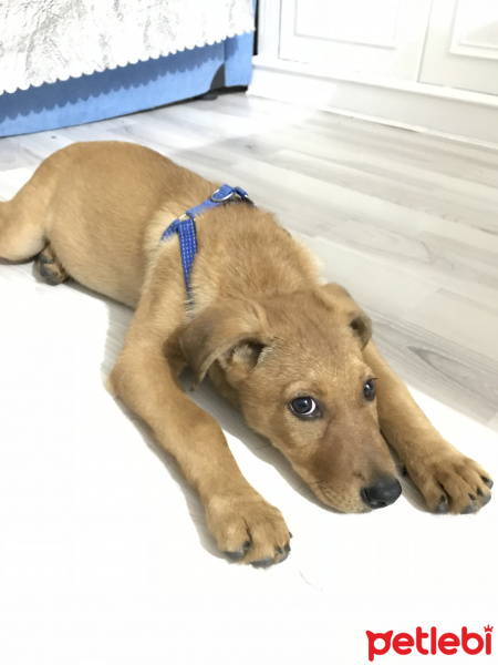 Golden Retriever, Köpek  Tarçın fotoğrafı