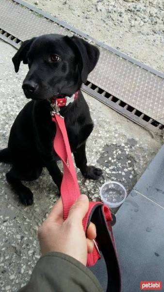 Labrador Retriever, Köpek  Tina fotoğrafı