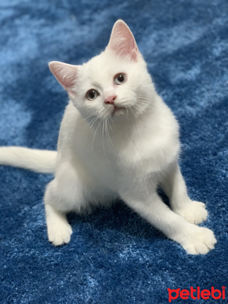British Shorthair, Kedi  Pamuk fotoğrafı