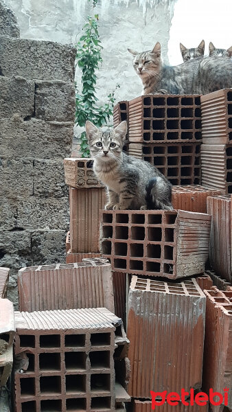 Tekir Kedi, Kedi  Fıstık fotoğrafı