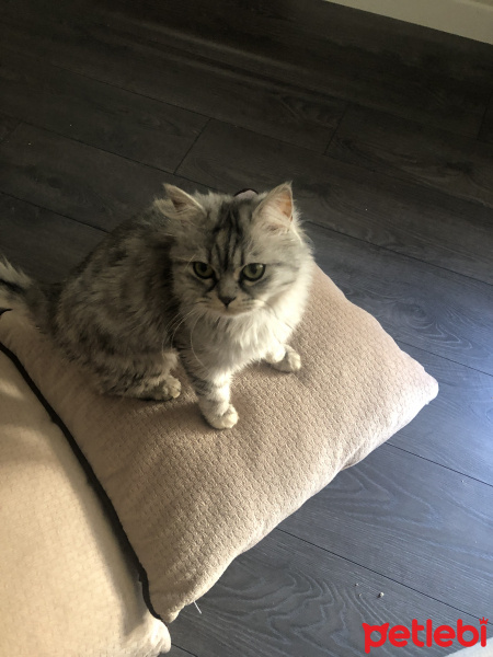 Chinchilla, Kedi  Bihter fotoğrafı