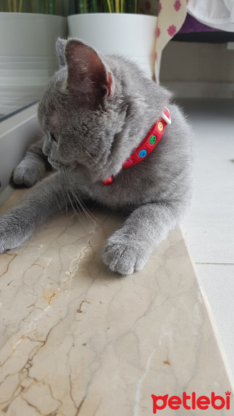 British Shorthair, Kedi  Yalı fotoğrafı