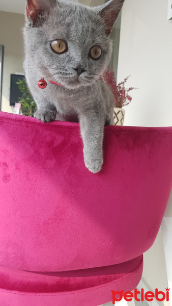 British Shorthair, Kedi  Yalı fotoğrafı
