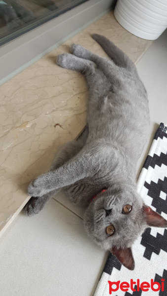 British Shorthair, Kedi  Yalı fotoğrafı