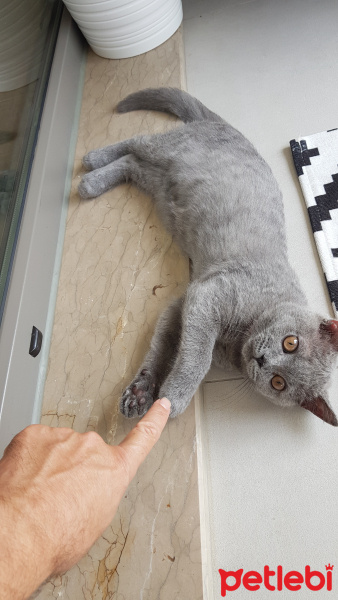 British Shorthair, Kedi  Yalı fotoğrafı