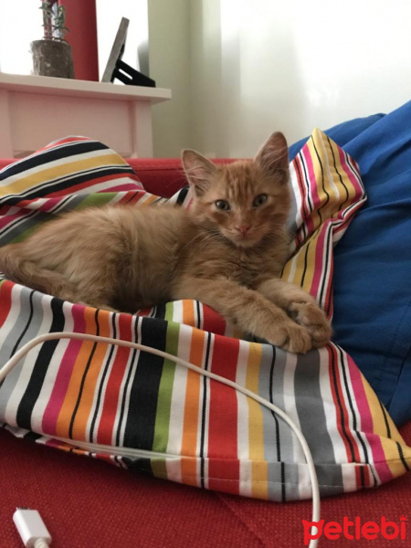Sarman, Kedi  tontik fotoğrafı