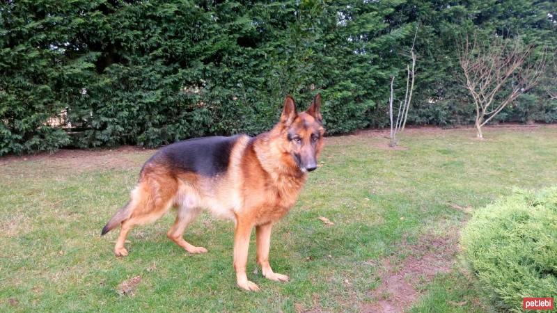 Alman Çoban Köpeği, Köpek  Paşa fotoğrafı